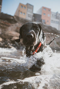 Dog in a water