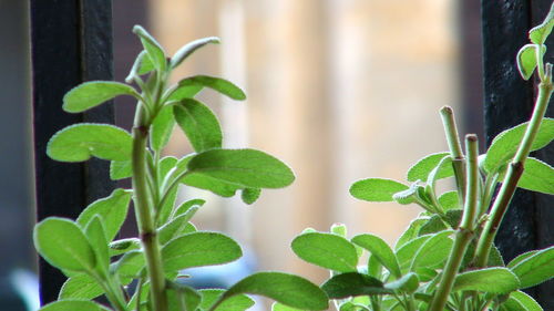 Close-up of plant