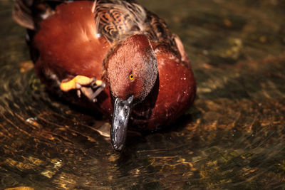 Redhead duck called aythya americana swimming in a marsh or lake in north america