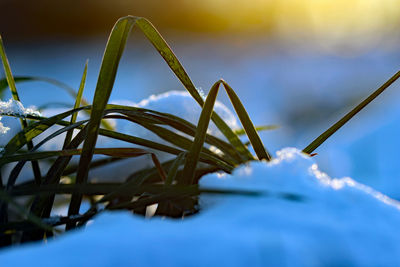 Close-up of grass against blurred background