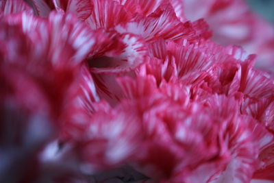 Close-up of pink flowers