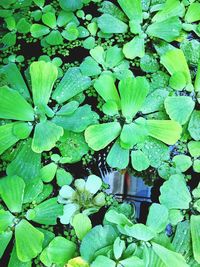 Close-up of green leaves in water