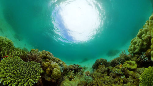 View of coral swimming underwater