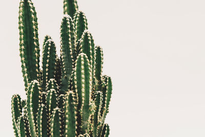 Close-up of cactus over white background