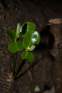 Close-up of fresh green plant