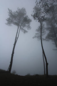 Low angle view of trees on landscape against sky