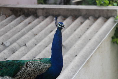 Close-up of peacock