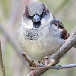 Close-up portrait of bird perching outdoors