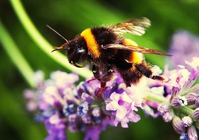 Close-up of bee pollinating on flower