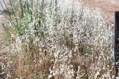 Close-up of plants