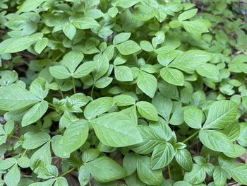 Full frame shot of green leaves