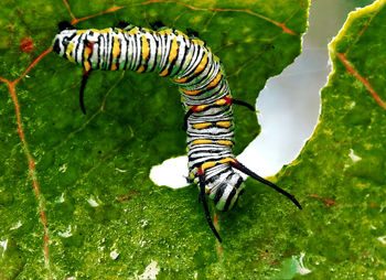 Close-up of insect on leaf