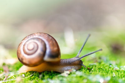 Close-up of snail on grass