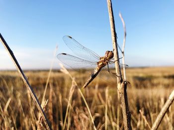 Oklahoma dragonfly 
