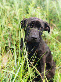 Close-up of black dog on grass