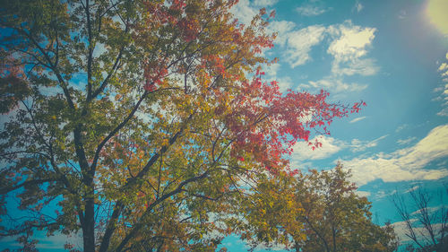 Low angle view of trees against clear sky