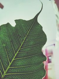 Close-up of green leaves