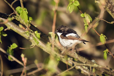 Close-up of bird perching on branch