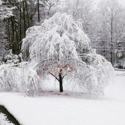 Snow covered trees in forest