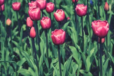 Close-up of red tulips blooming in field