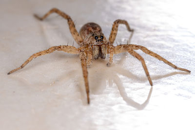 Close-up of spider on table