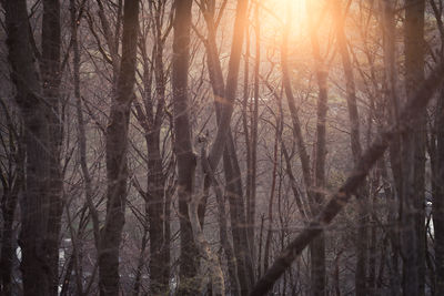 Sunlight streaming through trees in forest