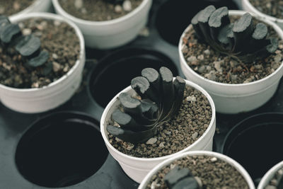 High angle view of potted plants in container