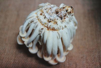 High angle view of shells on table