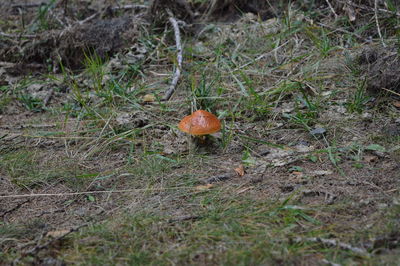 High angle view of mushroom growing on field