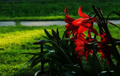 Close-up of red flowers