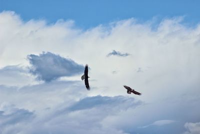 Low angle view of eagles flying against cloudy sky