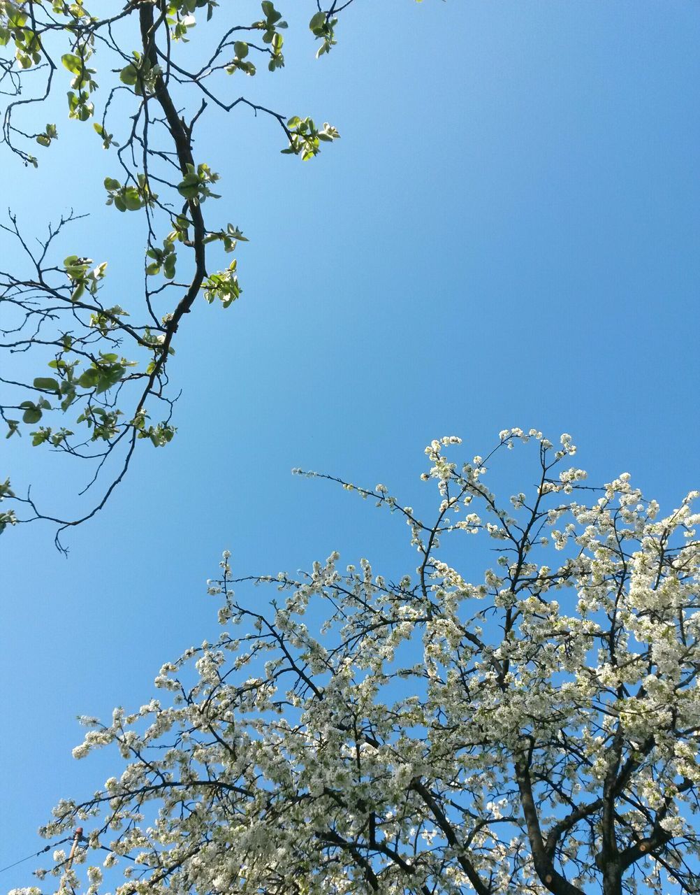 low angle view, blue, clear sky, sky, nature, tree, growth, no people, branch, outdoors, day, beauty in nature, treetop, close-up