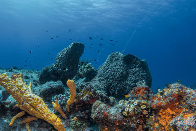 coral reef