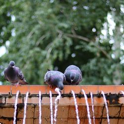 Pigeons perching on a railing