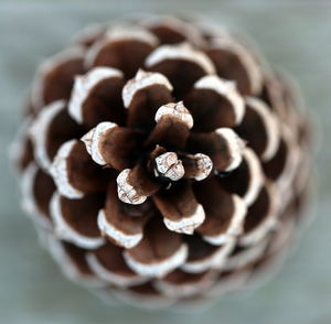 Isolated pine cone macro close up shot