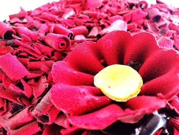 Close-up of red flowers