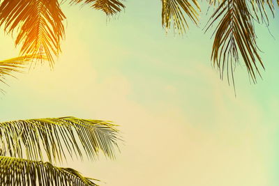 Low angle view of palm tree against sky