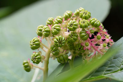 Close-up of flowering plant