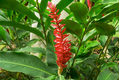 Close-up of red flowering plant