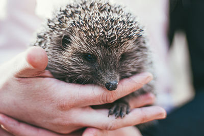 Close-up of person holding small hand