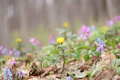 Close-up of purple crocus flowers
