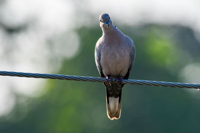 bird