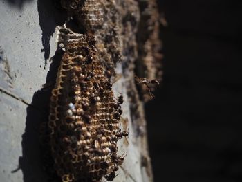 Close-up of beehive on wall