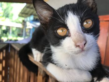 Close-up portrait of cat