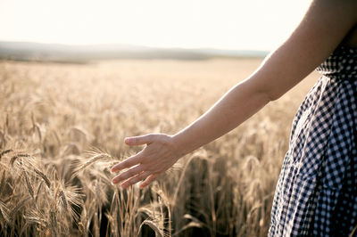 Close-up of hand holding wheat crop in field