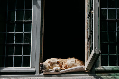 Dog sleeping on window