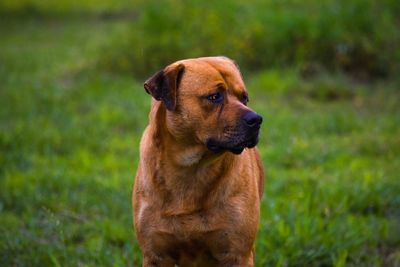 Close-up of dog on field