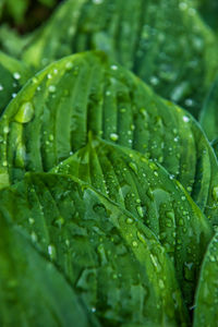 Close-up of raindrops on leaves