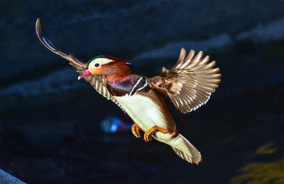 Close-up of bird flying