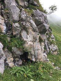 Plants growing on rock